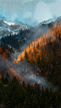 Some colors of autumn 2