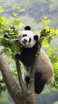 A round and rolling panda