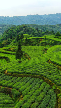 Tea ridges encircle the green mountains