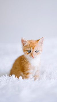 Little kitten on a white blanket. Kitty two months