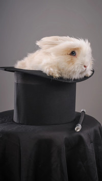 Lop-eared rabbit