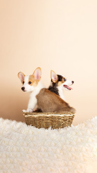 Beating a dog can actually change its personality
