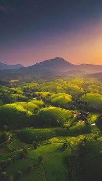 Tea garden hill