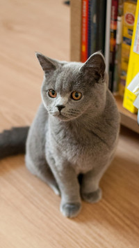 Top 10 most suitable domestic cats 26