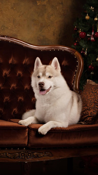 Dog397