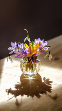 Bouquet of purple crocus in vase
