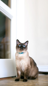 A Siamese cat with seal point markings and blue eyes