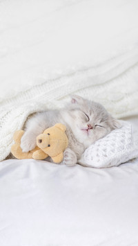 猫咪洗澡时的注意事项 
