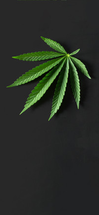 护眼植物壁纸-锐景创意