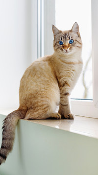 猫咪的底线你别踩