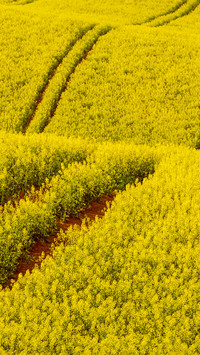 Wide fields