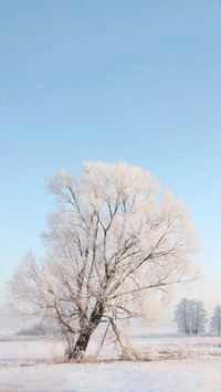 Winter beauty