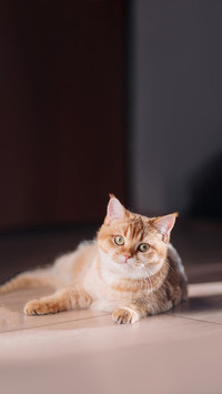 A golden British cat is lying on the floor