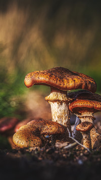 Field mushrooms