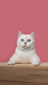 猫咪在春天有什么变化
