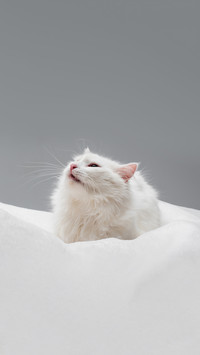 Furry white cat on soft blanket isolated on grey
