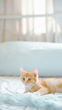 A Cat Lying on Its Back in Bed