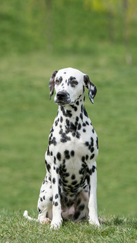 Dog126
