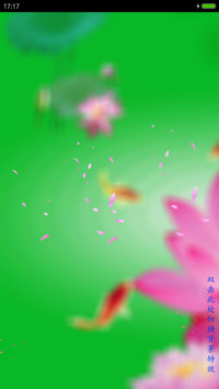荷花锦鲤