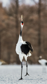 Red-crowned Cranes Dancing in The Snow