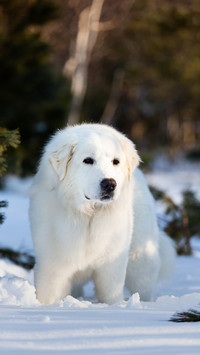A Cute Dog Standing on The Snow