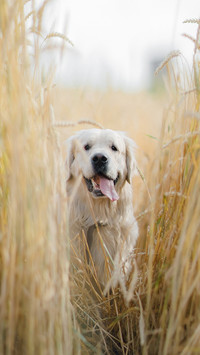 Golden retriever sits on yellow grass in summer rays