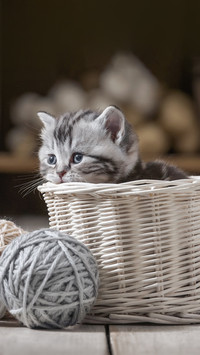 Portrait of a small kitten in a basket with balls