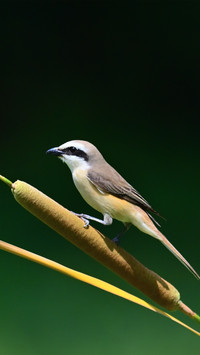 Redtailed shrike