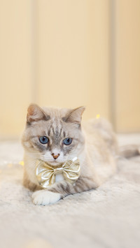 Portrait striped cat playing with Christmas lights