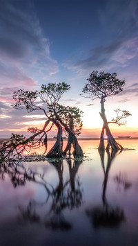 The trees dance party