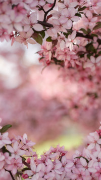 Spring (19)