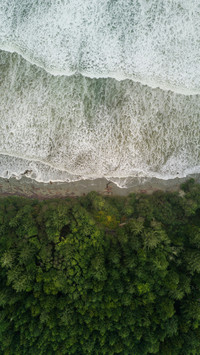 Pine&amp;SeaWallpaper