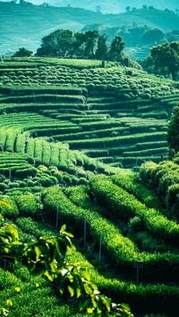 Longjing tea garden