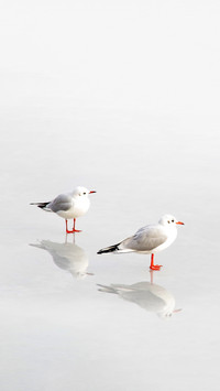 Two Seagulls Stand on Ice