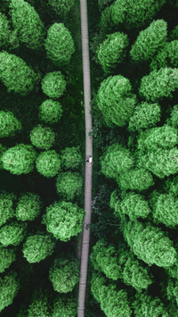 5997 million mu of afforestation has been completed