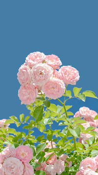 肆意向上的生命力