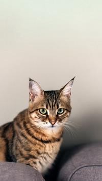 Bengal cat lying on sofa and smiling