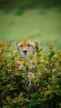 Grassland animals-01