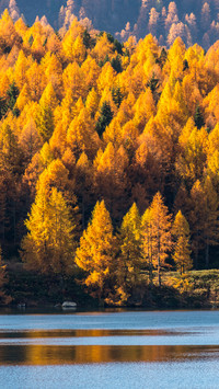 A tree by the lakeside is bathed in the glow of autumn