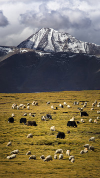Several transportation modes to Tibet 0
