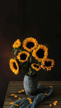 Why do sunflowers face the sun