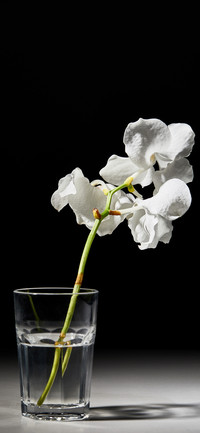 插花艺术-拍信图库