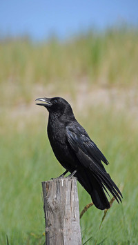 How high is the crows IQ 49
