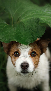 狗狗下雨也要有伞
