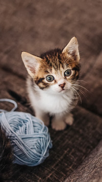 Meow master 40 stored in the mobile phone