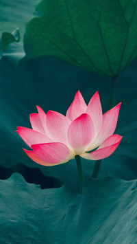 莲间微光