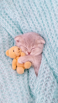 A Small Purple Kitten Lying on A Blue Knitted Background