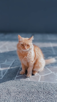 An orange cat is sitting on a textured floor