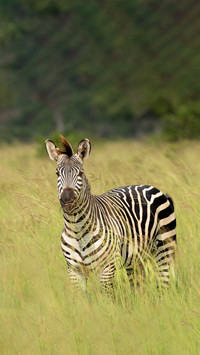The mystery of zebras black and white