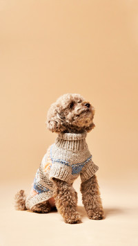 Curly cute dog in a sweater